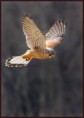 /album/dravce/img-0162-sokol-mysiar-falco-tinnunculus-jpg1/